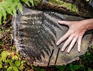 Fougère en forer séance de sylvotherapie