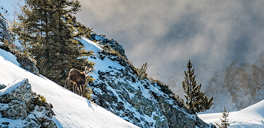 Chamois dans la neige